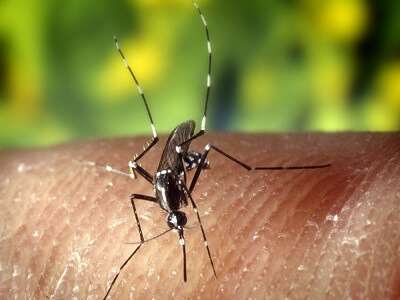 Asya Kaplan Sivrisineği'nin Zararları