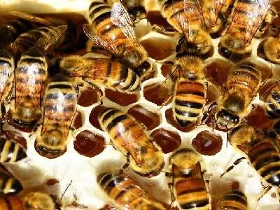 Arıların Yaşamları Ve Beslenmeleri