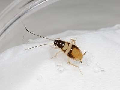 Kahverengi Çizgili Hamam Böceği İlaçlaması Nasıl Yapılır?