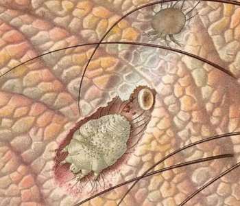 Deri (Uyuz) Akarı'nın Zararları