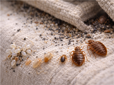 Tahta Kurusunun Yaşamı ve Beslenmesi