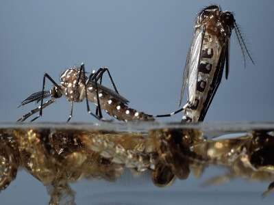Asya Kaplan Sivrisineği'nin Yaşamı Ve Beslenmesi