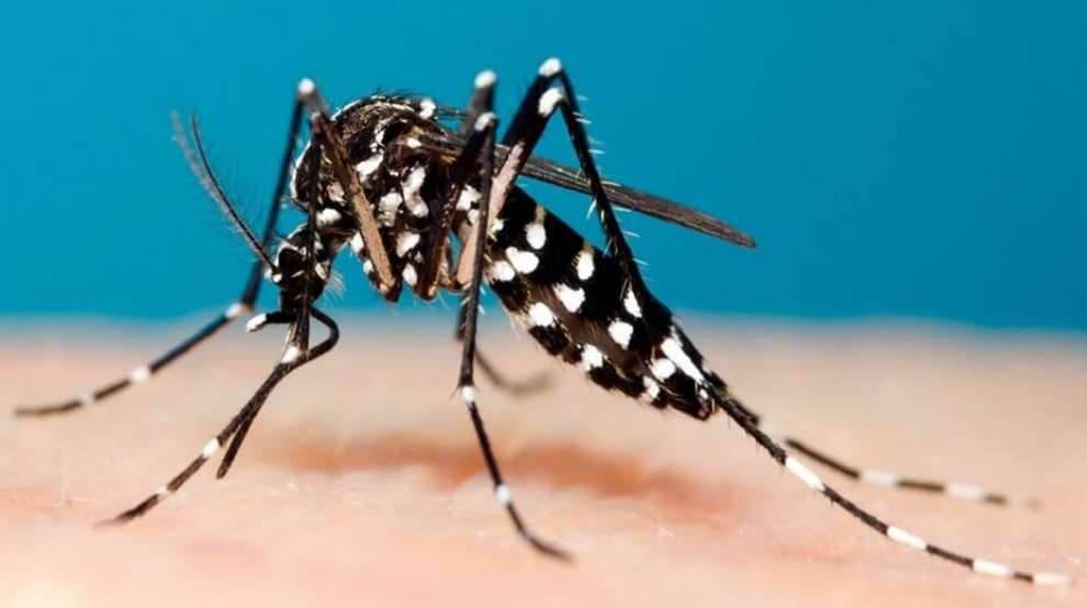 Asya Kaplan Sivrisineği