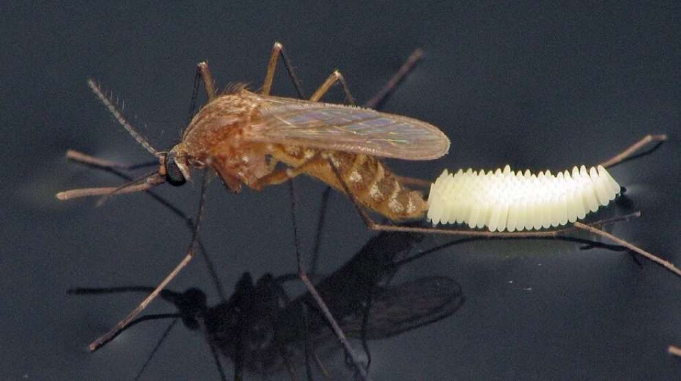 Sivrisinek İle Mücadele