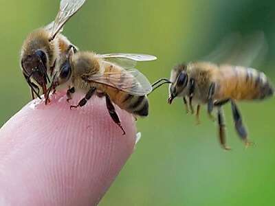 Arı Ve İnsan